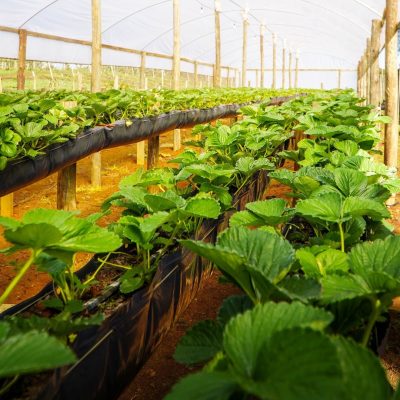 Plantação Sítio Viva Bem (1)