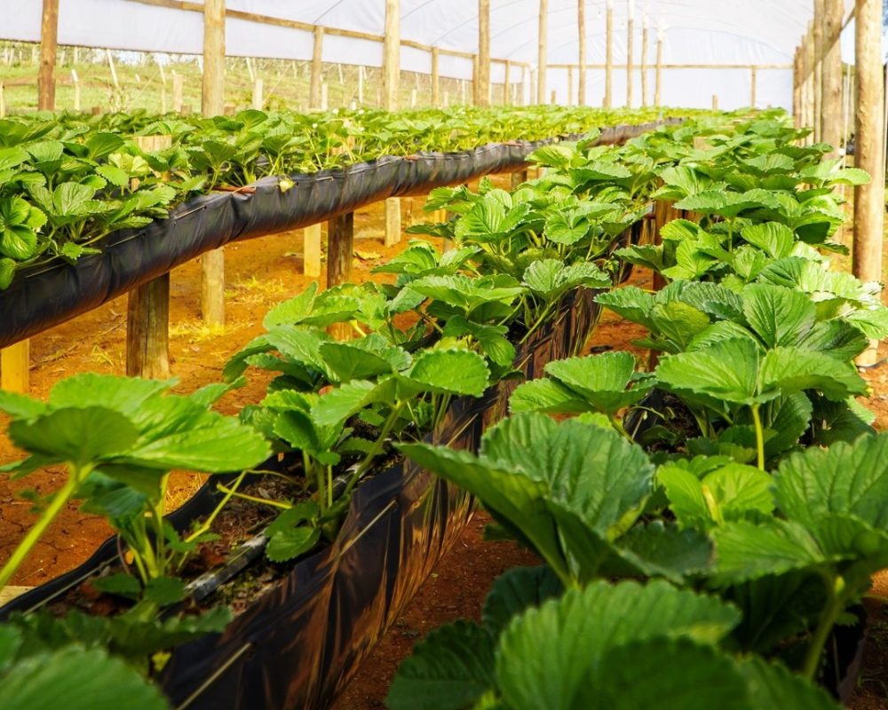 Plantação Sítio Viva Bem (1)