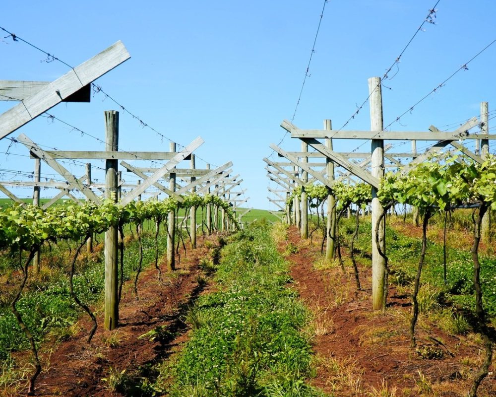 Uvas Sítio Viva Bem