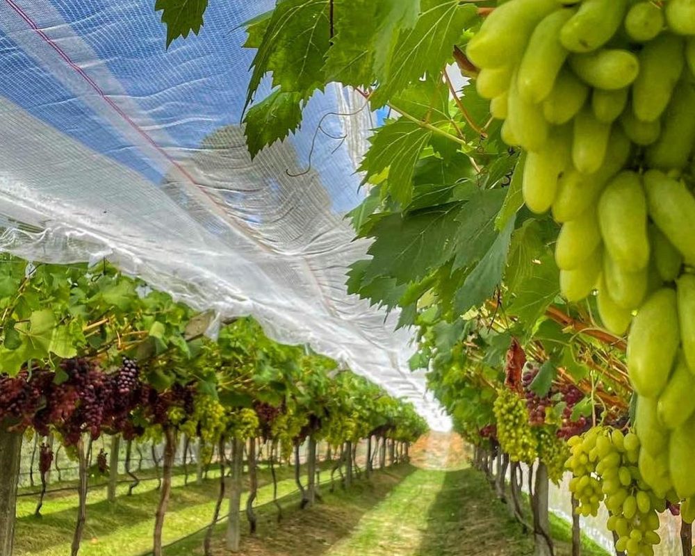 WhatsApp Image 2026-02-04 at 10.36.56