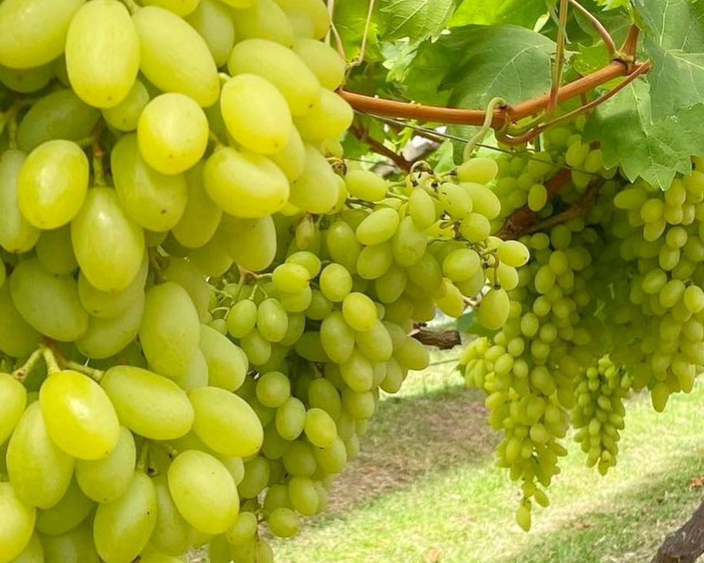 WhatsApp Image 2026-02-04 at 10.36.57